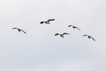 Northern Lapwing Vanellus vanellus in flight in Central France