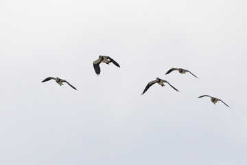 Northern Lapwing Vanellus vanellus in flight in Central France