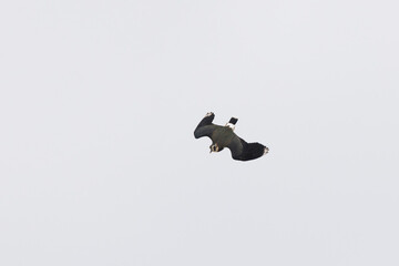 Northern Lapwing Vanellus vanellus in flight in Central France