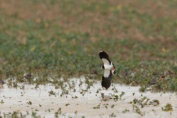 Northern Lapwing Vanellus vanellus in flight in Central France