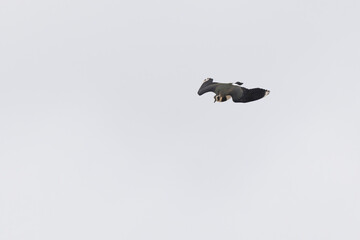 Northern Lapwing Vanellus vanellus in flight in Central France