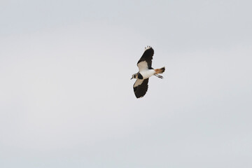 Northern Lapwing Vanellus vanellus in flight in Central France