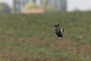 Northern Lapwing Vanellus vanellus in flight in Central France