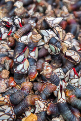 The barnacle is a cirriped crustacean of the Pollicipedidae family that grows on rocks beaten by the waves.