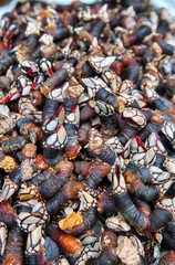 The barnacle is a cirriped crustacean of the Pollicipedidae family that grows on rocks beaten by the waves.