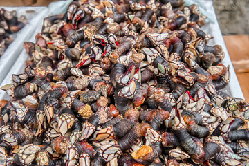 The barnacle is a cirriped crustacean of the Pollicipedidae family that grows on rocks beaten by the waves.