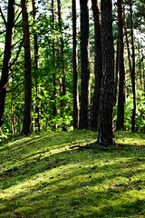 Pnie drzew Sosnowych © Stefan