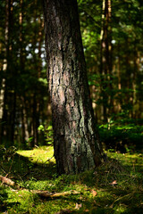 Pnie drzew Sosnowych © Stefan