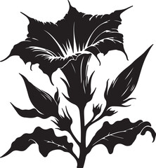 Datura flower silhouette vector art illustration. Isolated on transparent background