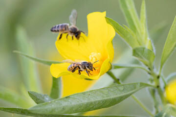 Honey bee Apis mellifera foraging on a yellow flower