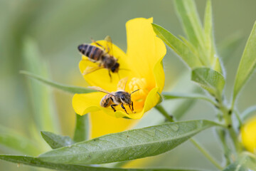 Honey bee Apis mellifera foraging on a yellow flower