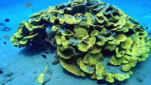 A group of small colorful fish inside the sea coral - Diving in the Red Sea (Gulf of Aqaba) Fish, coral and marine creatures in the deep waters -- Tourism in Jordan 