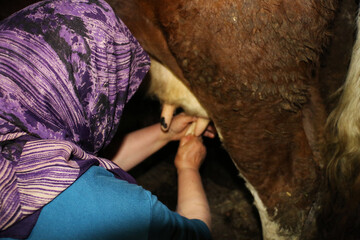 An old peasant woman milking cows by squeezing their udders with her hands in a village in Ordu.