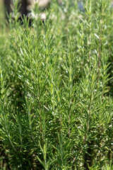 Rosemary bush in the garden