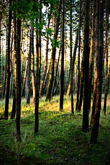 Obraz premium Las sosnowy