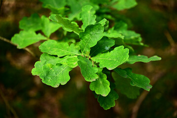 Zielone liście Dębu  © Stefan