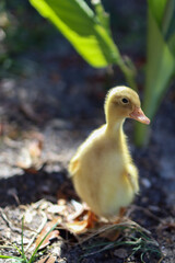 male duckling