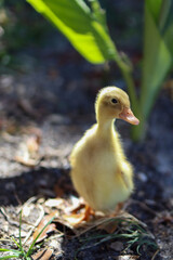 duckling wandering