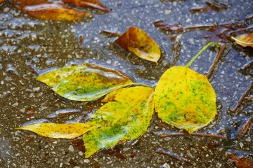Autumn leaves on wet asphalt after the rain