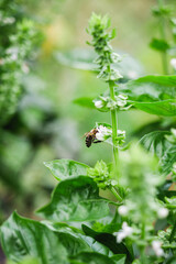 Fresh Green Basil with Dried Spices and Beetles as Pests on Mediterranean Organic Ingredients