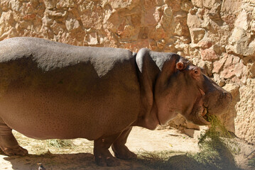 Hippopotamus, african wild animal walks. Hippo