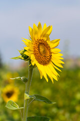 A bunch of sunflowers in the sunshine with a field of sunflowers in the background