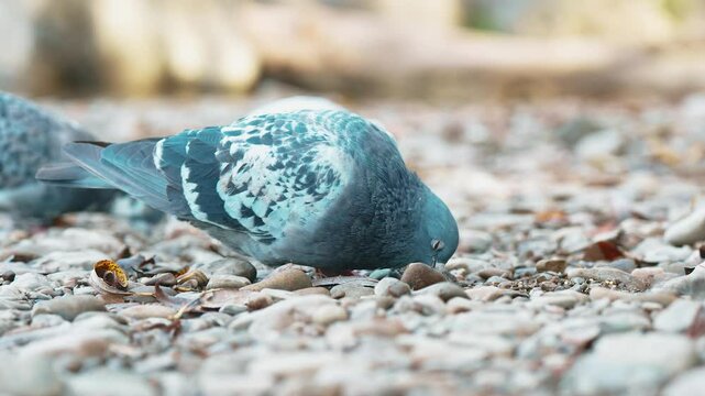 a pigeon looks for food on the ground between stones