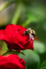 Closeup of a Bee on Pink Rose Flowers in a Garden Blooming with Colorful Spring Beauty and Pollination