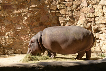 Hippopotamus, african wild animal walks. Hippo
