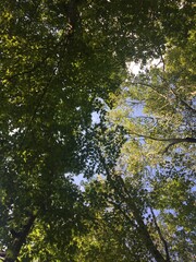 Looking Up 
