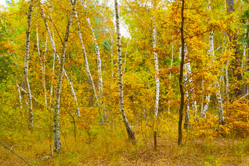 Fototapeta premium red autumn birch forest covered by red dry leaves