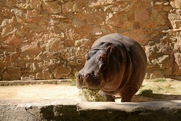 Hippopotamus, african wild animal walks. Hippo
