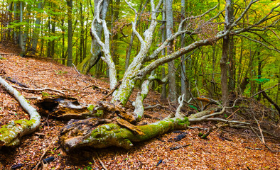 tree trunk lie in autumn forest among red dry leaves