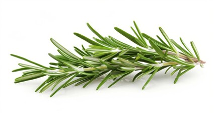 Fototapeta premium Fresh Rosemary Sprig - Green Herb on White Background