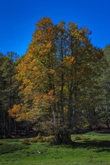 Beech tree with foliage of the bright colors of autumn.