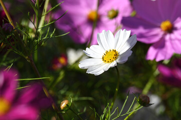 A field of colorful cosmos flowers, autumn wildflowers