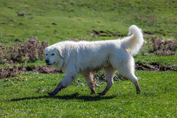 The Maremma Sheepdog, known both as the Maremma Sheepdog and the Abruzzese Sheepdog, is an Italian dog breed of the shepherd and cattle breed group, originating from the Apennines of central Italy