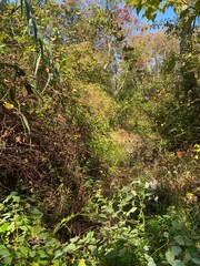 Fototapeta premium Big bush of Nature