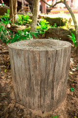 Fototapeta premium A round felled tree in the forest, A stump with annual rings and cracks.
