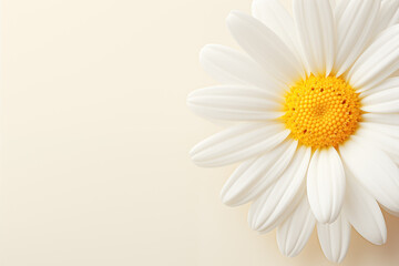 A close up of single daisy flower petal background, professional lighting, ultra highly realistic, smooth light, PNG, full HD