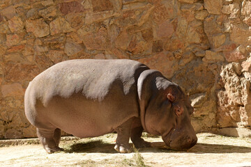 Hippopotamus, african wild animal walks. Hippo