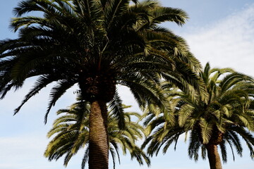 Palm trees captured in Southern California.
