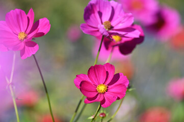 A field of colorful cosmos flowers, autumn wildflowers