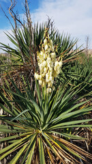 Yucca on the field