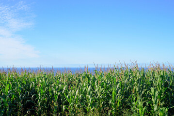 Plantación de maíz junto al mar en Asturias