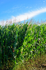 Plantación de maíz y nube en el cielo