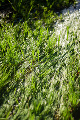 Hierba pisada en pradera con agua