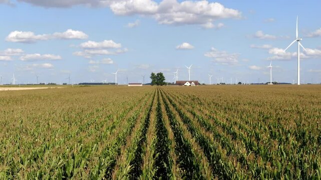 Farmhouse, Corn Rows, Windmills