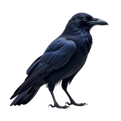 Fototapeta premium closeup of crow png, crow isolated on white transparent background