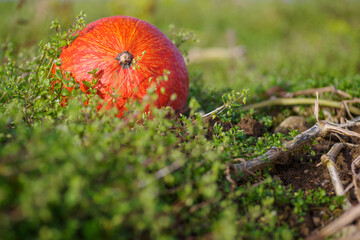 Pumpkins in the field, Halloween theme
